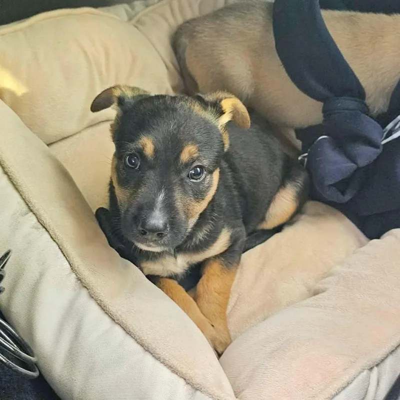 A baby medium-sized female Shepherd dog named Priscilla Pawsley for adoption in Corpus Christi, TX