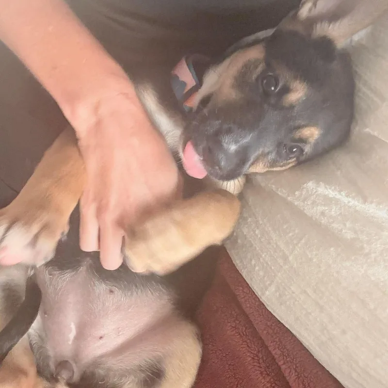 Priscilla Pawsley thumbnail 4