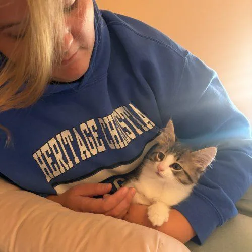 A baby small-sized male Domestic Long Hair cat named Funnel Cake for adoption in Fishers, IN