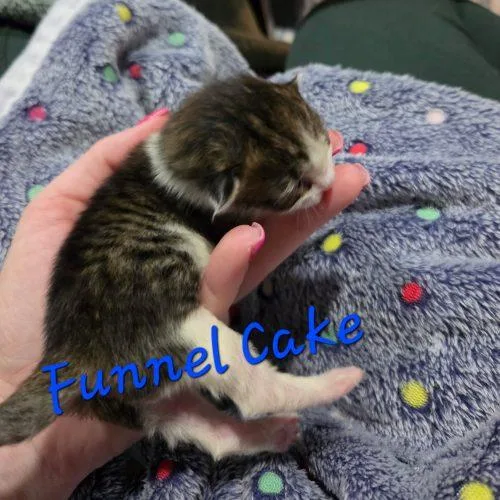 Funnel Cake thumbnail 2