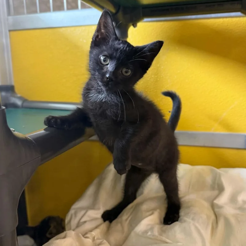 A baby medium-sized female Domestic Short Hair cat named Patty for adoption in Penn Yan, NY