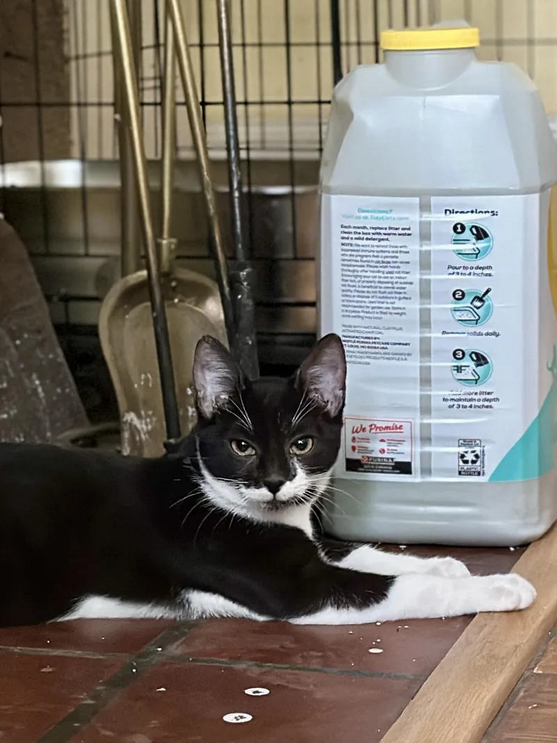 A baby medium-sized female Black & White / Tuxedo Domestic Short Hair cat named Georgia for adoption in Suffolk, VA