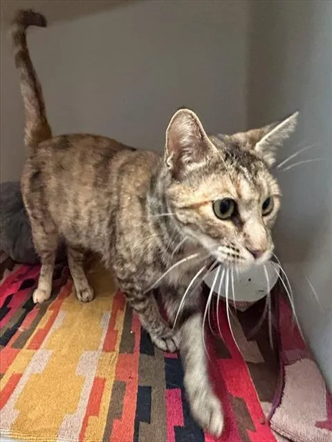A young medium-sized female Domestic Short Hair cat named Mae for adoption in Salinas, CA