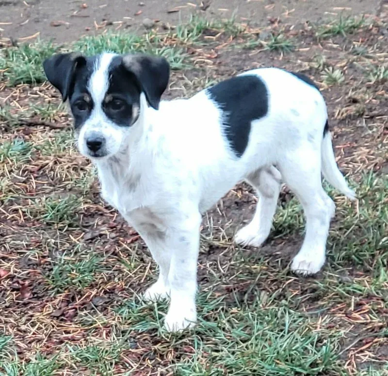A baby small-sized female Tricolor (Brown, Black, & White) Jack Russell Terrier dog named Eclair for adoption in Beavercreek, OR