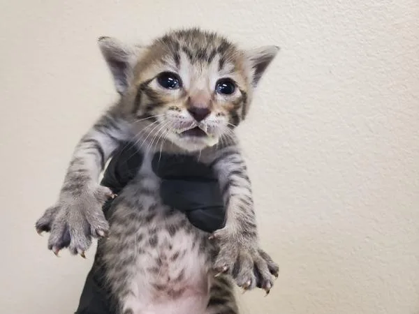 A baby small-sized female Domestic Short Hair cat named Scoops for adoption in Oceanside, CA