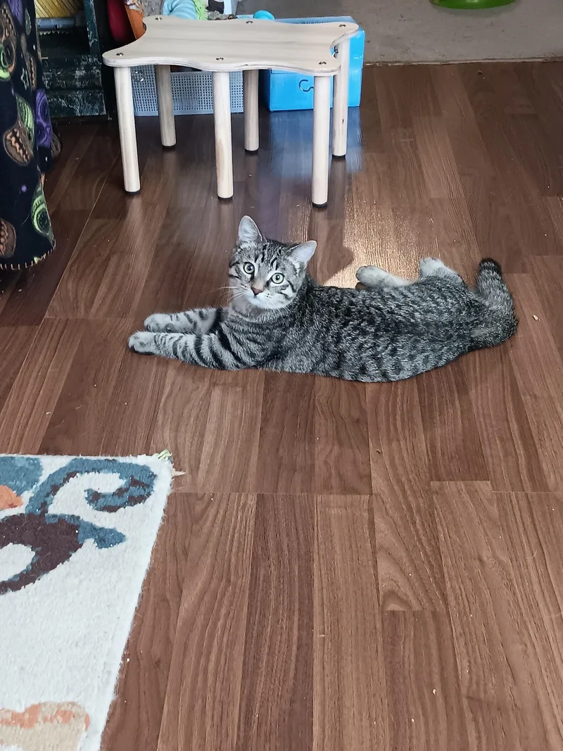 Ciabatta thumbnail 2