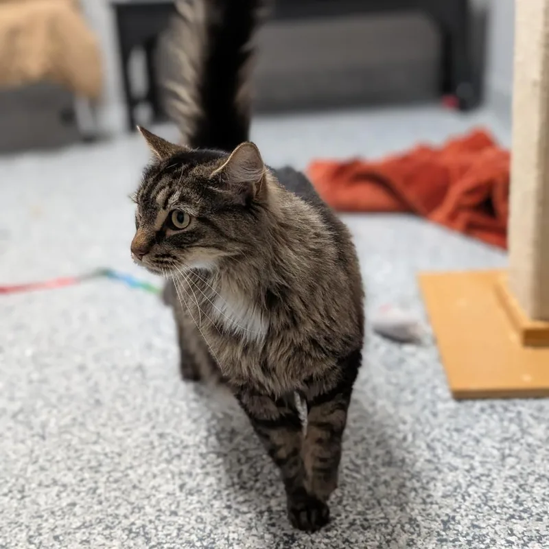 An adult extra large-sized male Brown / Chocolate Domestic Long Hair cat named Bubba for adoption in Brookfield, WI