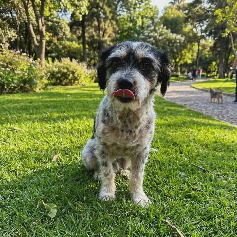 An adult small-sized male Gray / Blue / Silver Schnauzer dog named Braulio for adoption in San Diego, CA
