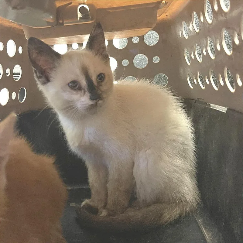 A baby small-sized female Siamese cat named Moon Beam for adoption in Albert Lea, MN