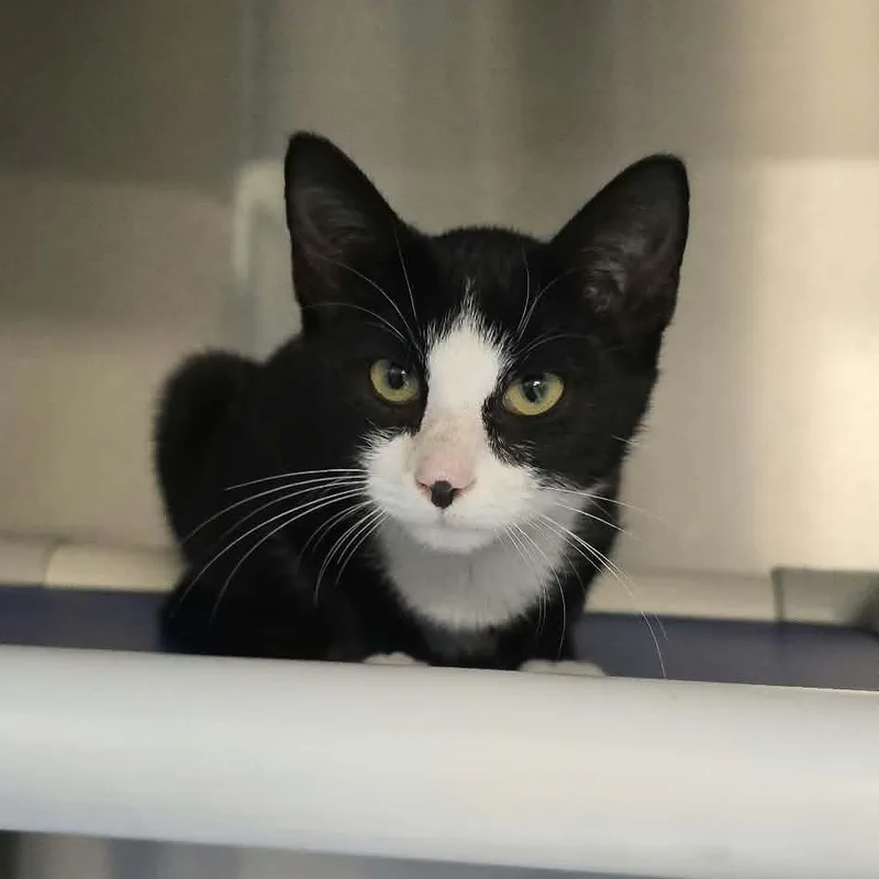 A baby medium-sized male White Domestic Short Hair cat named Dixon for adoption in Orange, VA