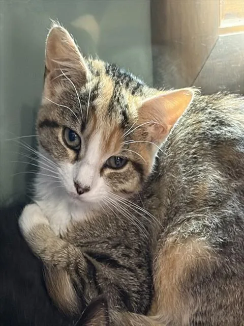 A baby small-sized female Domestic Short Hair cat named Oatmeal for adoption in Westminster, MD