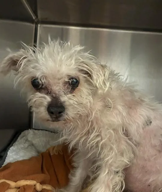 A senior small-sized female Cairn Terrier dog named Jubeez for adoption in Rancho Cucamonga, CA