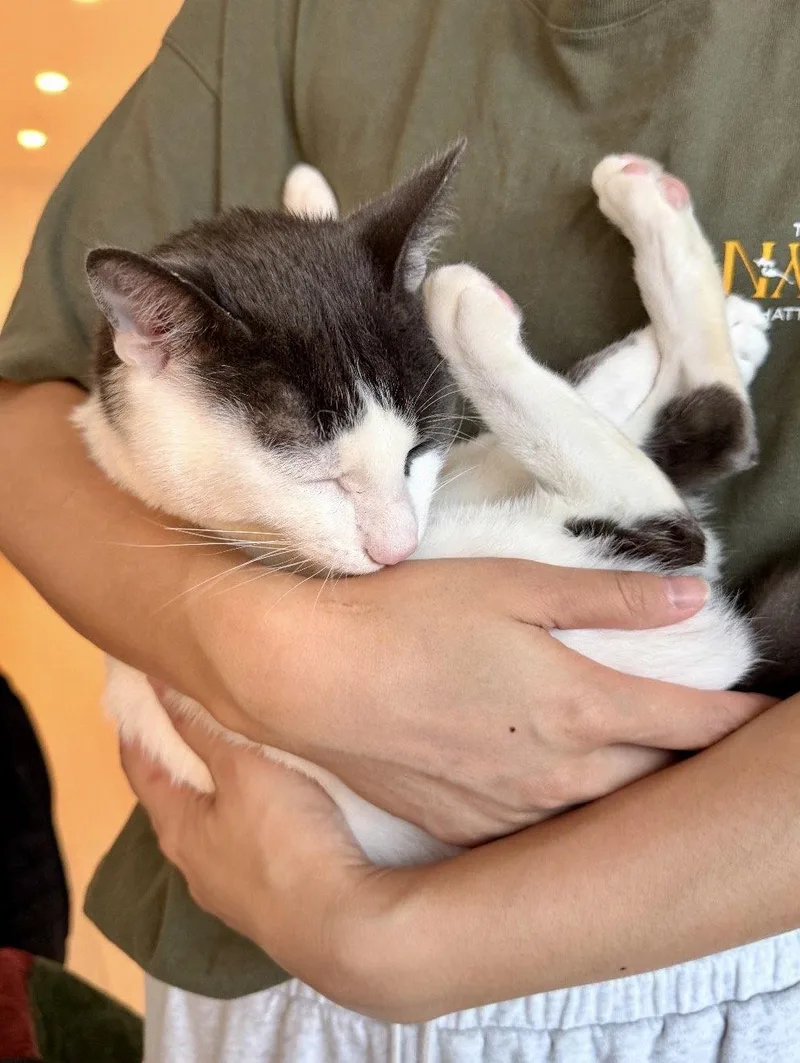 A young medium-sized male Black & White / Tuxedo Domestic Short Hair cat named Avon for adoption in Brooklyn, NY
