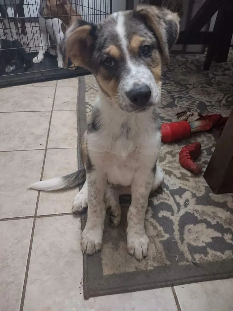 A baby medium-sized male Merle (Blue) Australian Shepherd dog named Milo for adoption in Shawnee, OK