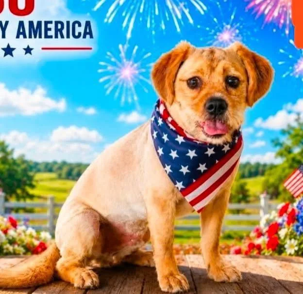 A young small-sized male Corgi dog named Milo for adoption in Grand Bay, AL