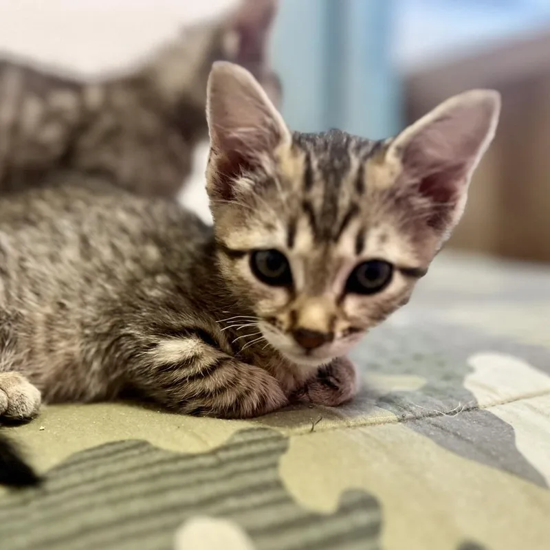 A baby small-sized female Gray / Blue / Silver Domestic Short Hair cat named Rue for adoption in San Diego, CA