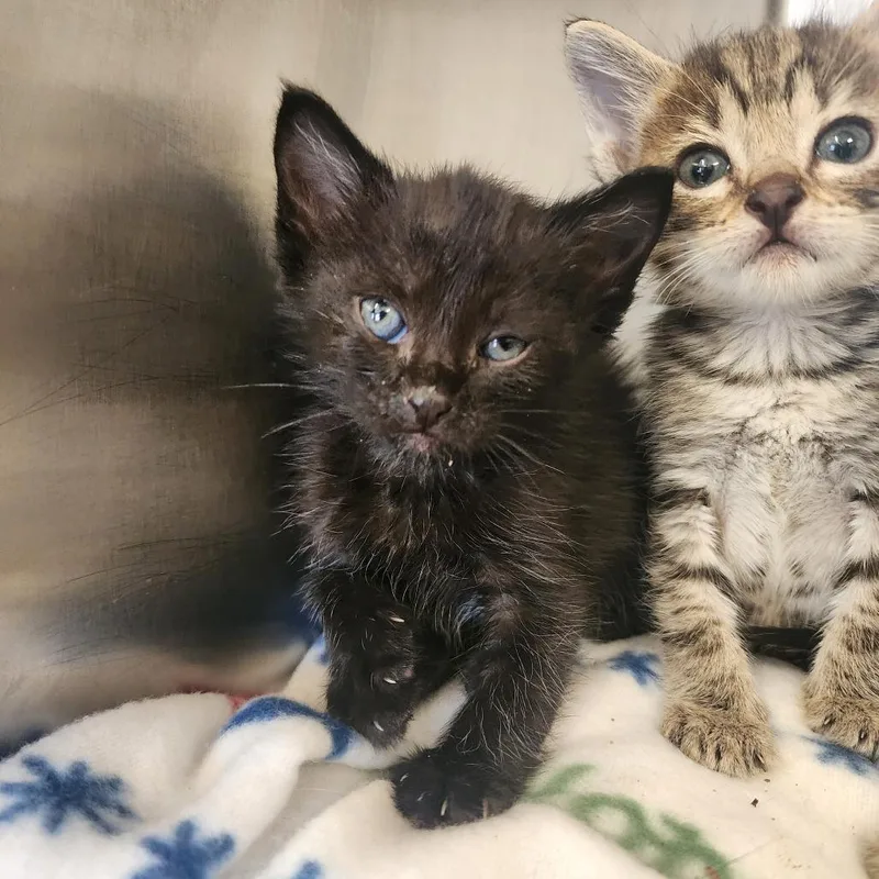 A baby small-sized female Black Domestic Short Hair cat named Cora for adoption in Evensville, TN