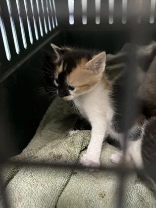 A baby small-sized female Domestic Short Hair cat named Purrsie for adoption in Cumming, GA