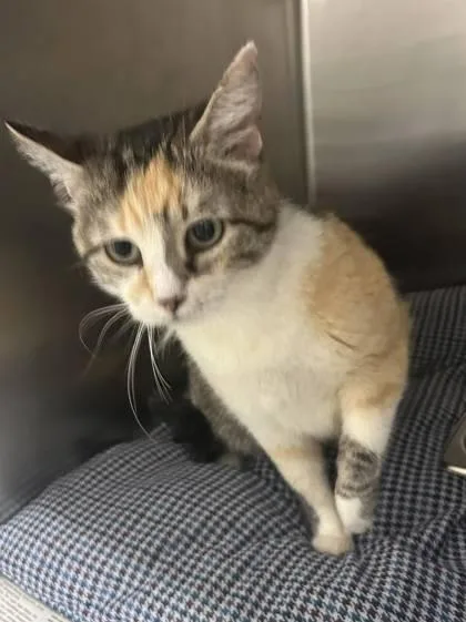 An adult medium-sized female Domestic Short Hair cat named Birdie for adoption in Sullivan, IN