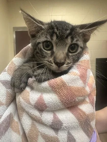 A baby small-sized female Domestic Short Hair cat named Seafood for adoption in West Chester, PA