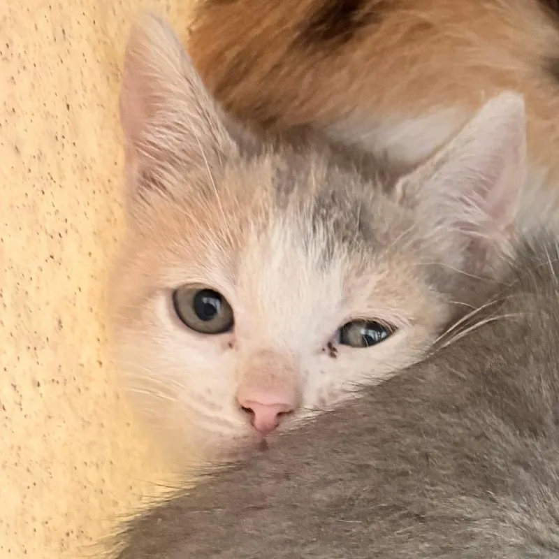 A baby small-sized female Calico Domestic Short Hair cat named Gracie Bell for adoption in Philadelphia, PA