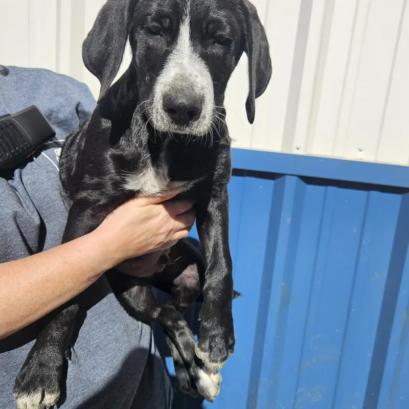A baby large-sized male Black Hound dog named Callahan for adoption in Kalamazoo, MI