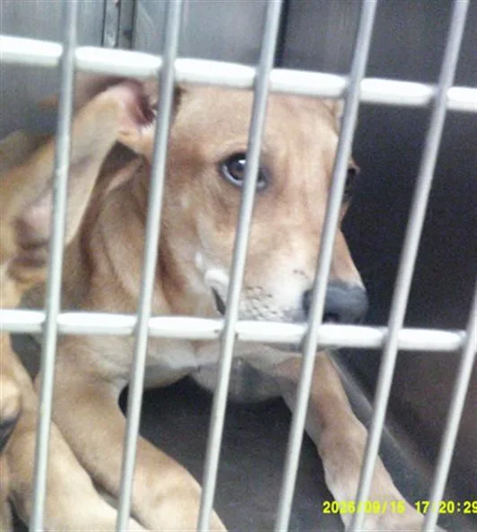 A baby small-sized male Labrador Retriever dog named Screech for adoption in Oklahoma City, OK