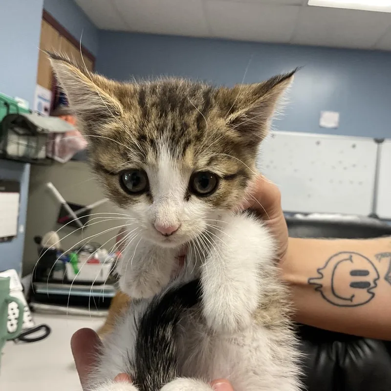 A baby small-sized female Brown / Chocolate Domestic Short Hair cat named Griffen for adoption in St Joseph, MO