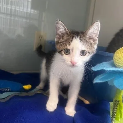 A baby small-sized female Tabby (Gray / Blue / Silver) Domestic Short Hair cat named Eleven for adoption in Hutchinson, MN