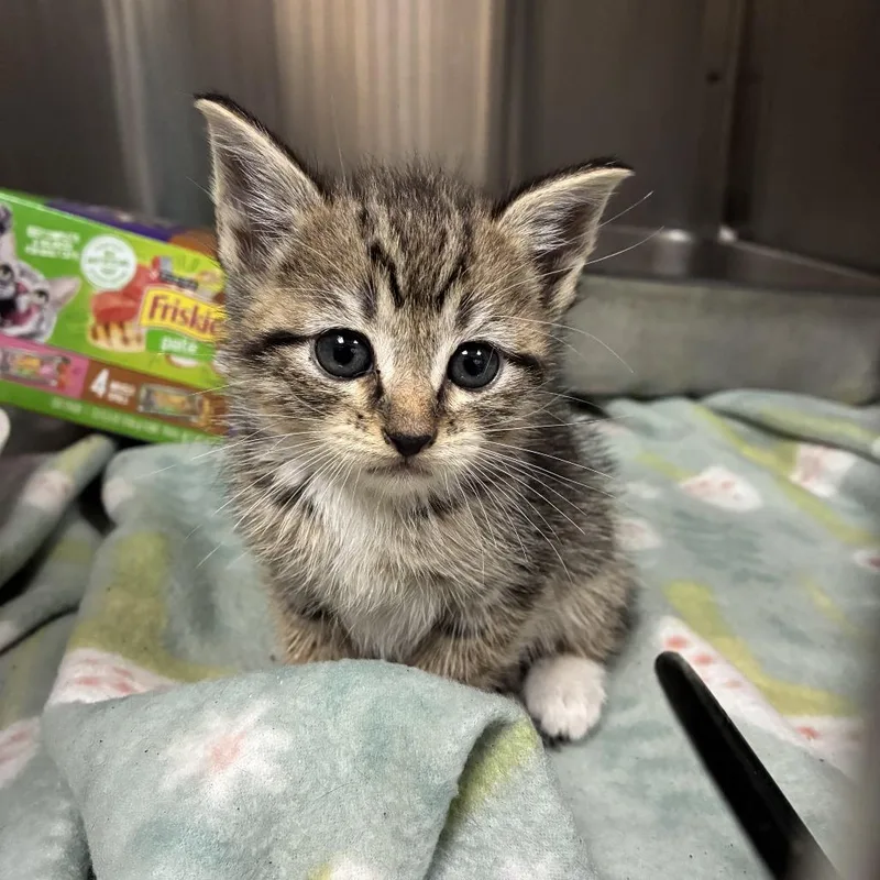 A baby small-sized female Brown / Chocolate Domestic Short Hair cat named Skidmark for adoption in Windsor, VA