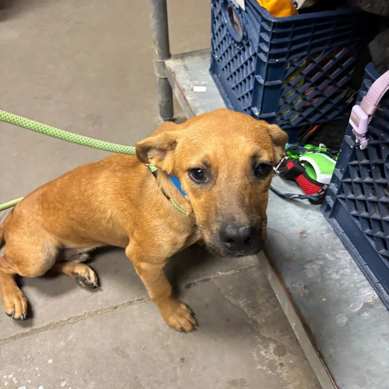 A young small-sized male Brown / Chocolate Labrador Retriever dog named Waffle for adoption in Yuma, AZ