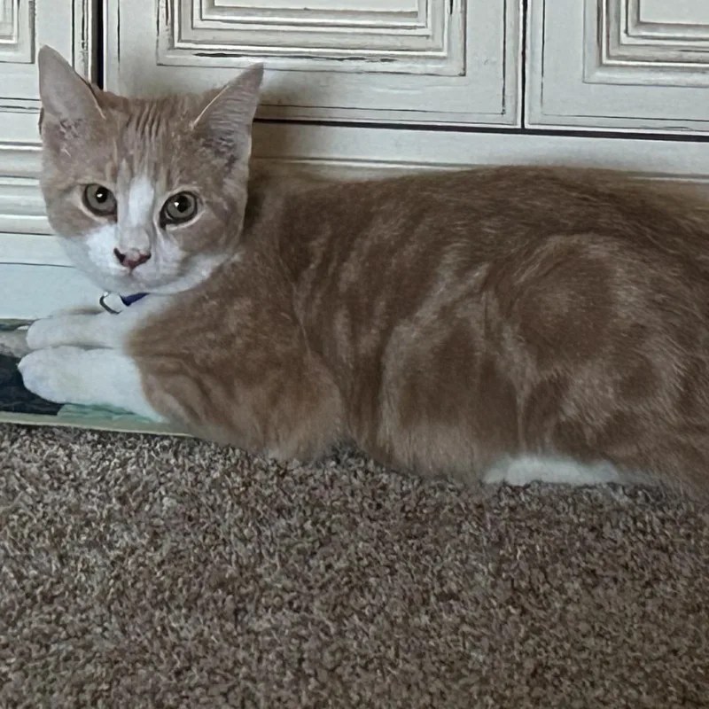 A young medium-sized male Buff & White Tabby cat named Sebastian for adoption in Andover, MN