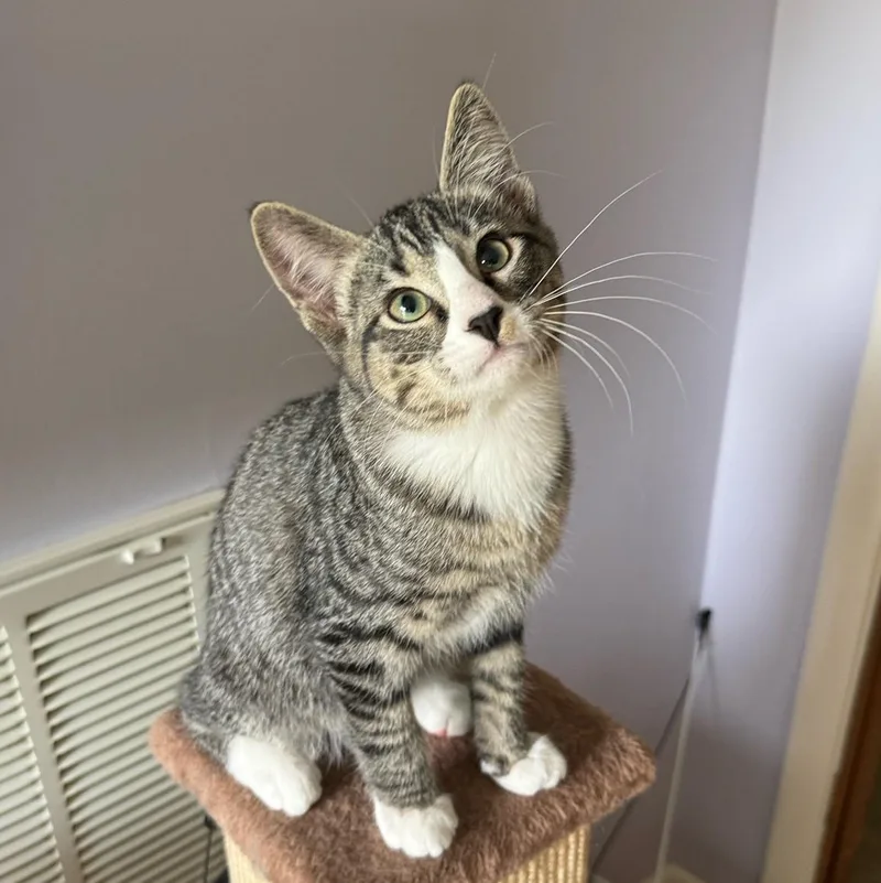 A baby medium-sized male Black & White / Tuxedo Domestic Short Hair cat named Dunkin for adoption in Murfreesboro, TN