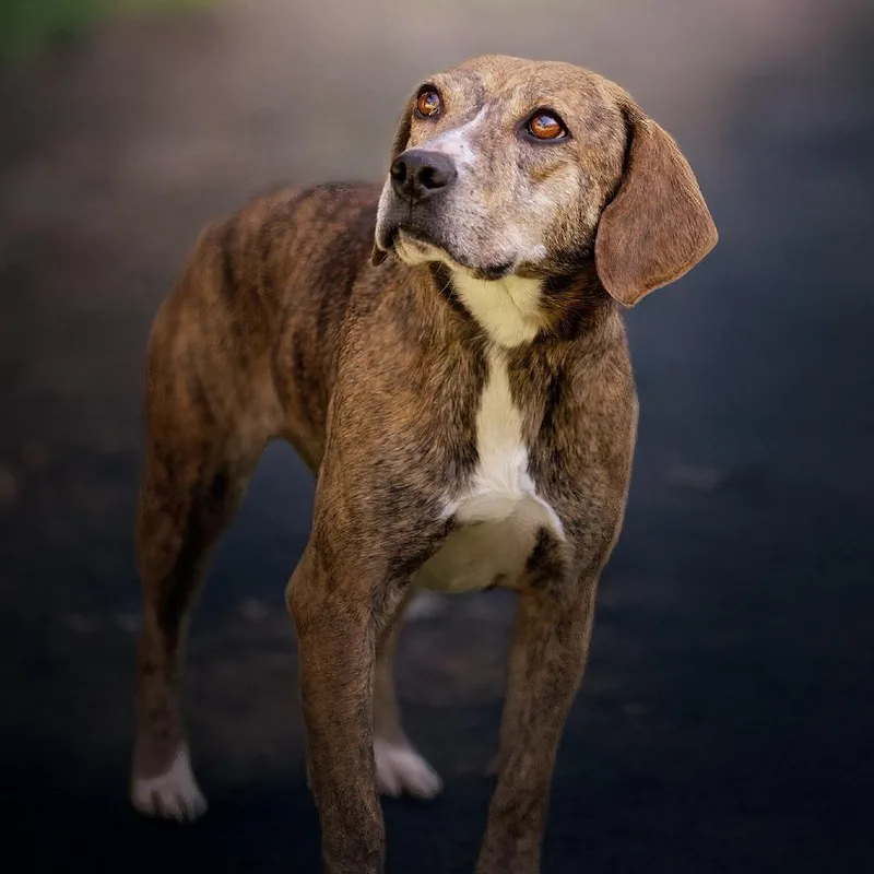 An adult medium-sized female Brindle Beagle dog named Lillian for adoption in Belleville, IL