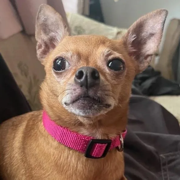 A senior small-sized female Chihuahua dog named Rosie for adoption in Toledo, OH