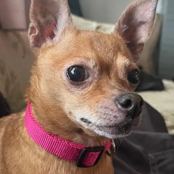Rosie thumbnail 3