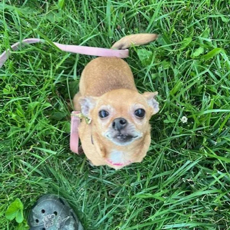 Rosie thumbnail 4