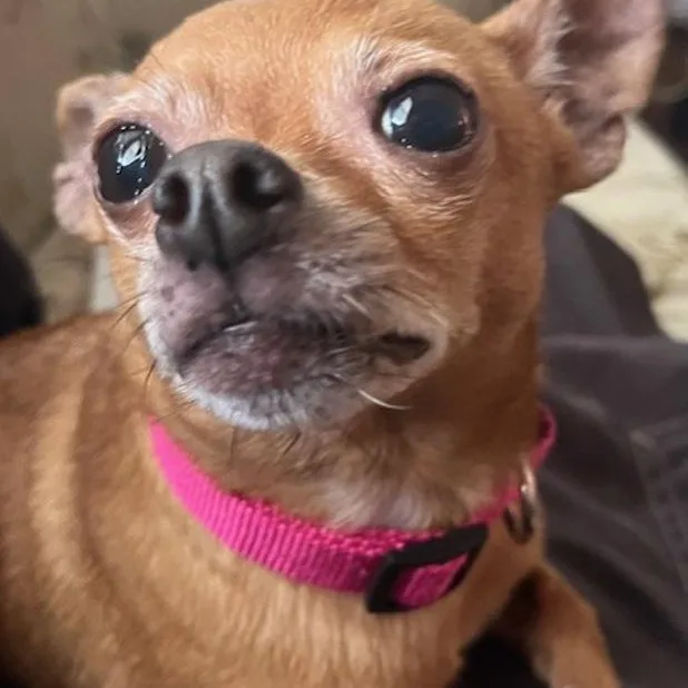 Rosie thumbnail 5