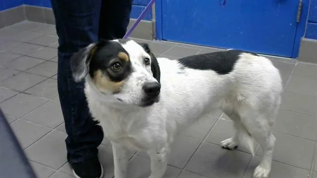 A young medium-sized female German Shepherd Dog dog named Roxy for adoption in Albuquerque, NM