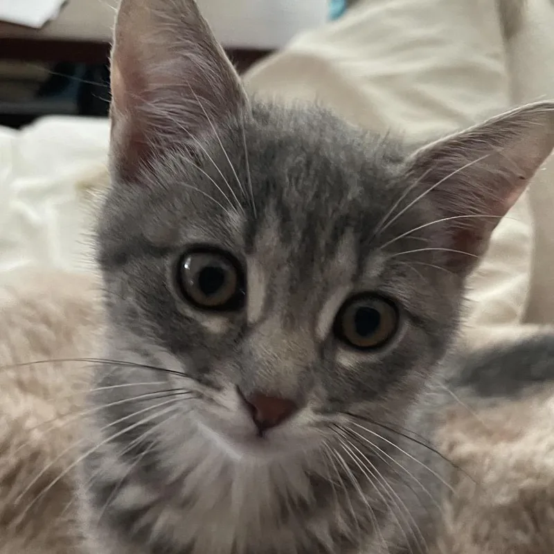 A baby small-sized female Gray / Blue / Silver Domestic Medium Hair cat named Sophia  Costa Mesa for adoption in Chino Hills, CA