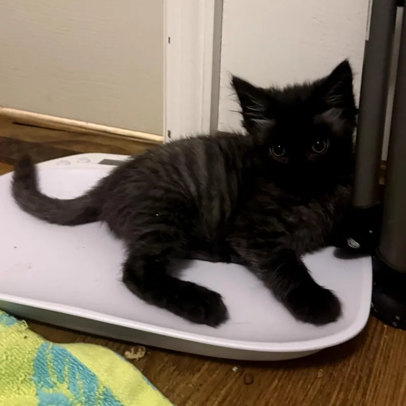A baby small-sized male Gray / Blue / Silver Domestic Short Hair cat named Bobby for adoption in Waldorf, MD