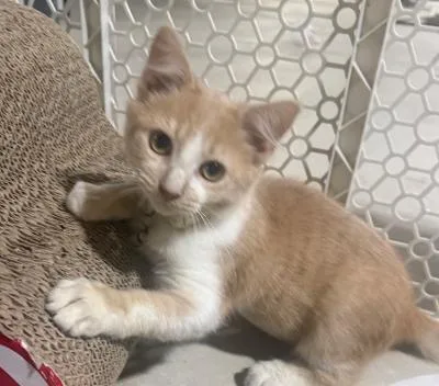 A baby medium-sized male Buff & White Domestic Short Hair cat named Dooley for adoption in Mokena, IL