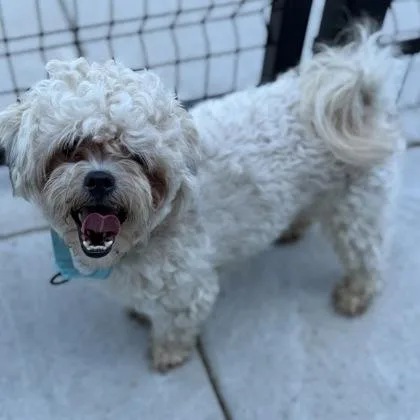 A young small-sized male Mixed Breed dog named Tater Tot for adoption in Janesville, WI