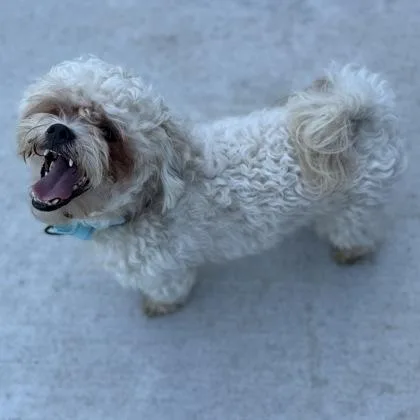 Tater Tot thumbnail 2