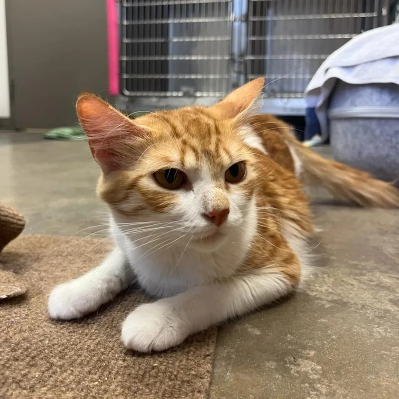 A young medium-sized female Orange / Red Domestic Short Hair cat named Puma for adoption in Houston, TX
