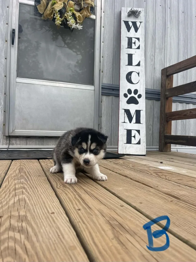 A baby medium-sized male Black Husky dog named Lurch for adoption in Partlow, VA