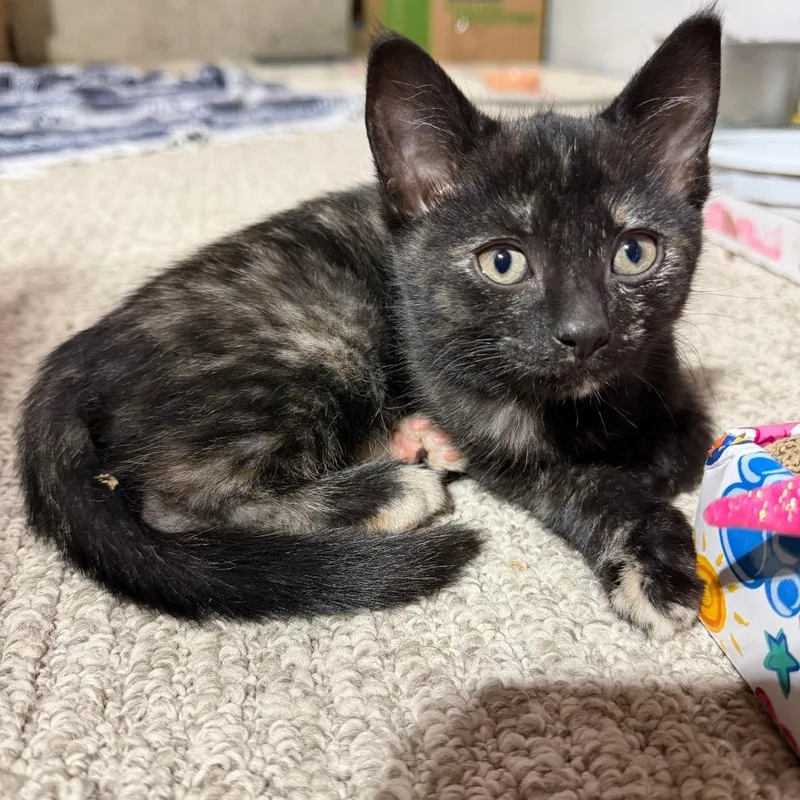 Kaleat Petco thumbnail 2