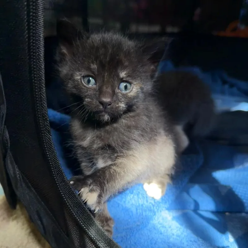 Kaleat Petco thumbnail 3