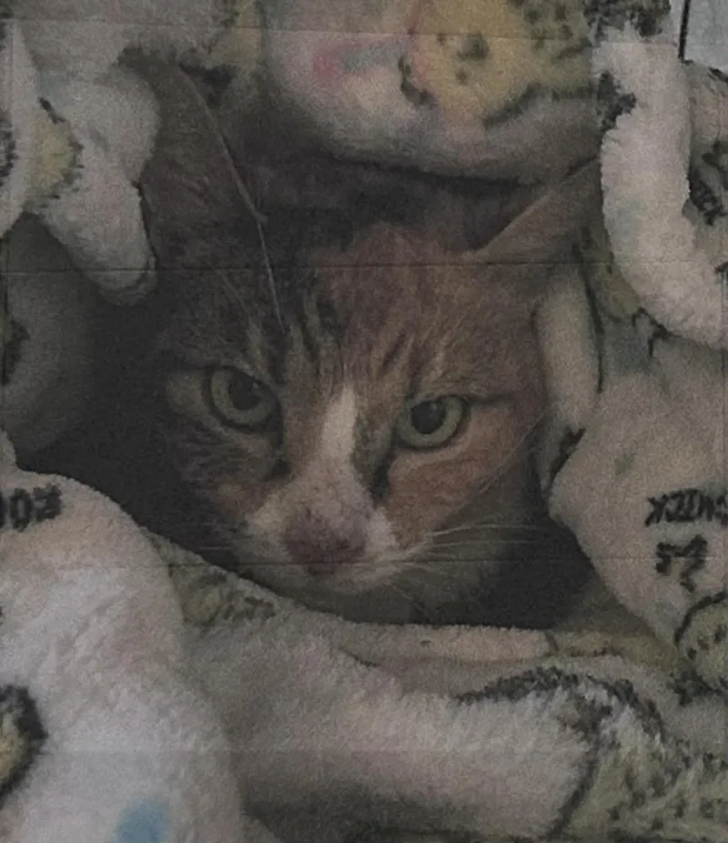 An adult small-sized female Calico cat named JoJo Freeport for adoption in Westbury, NY