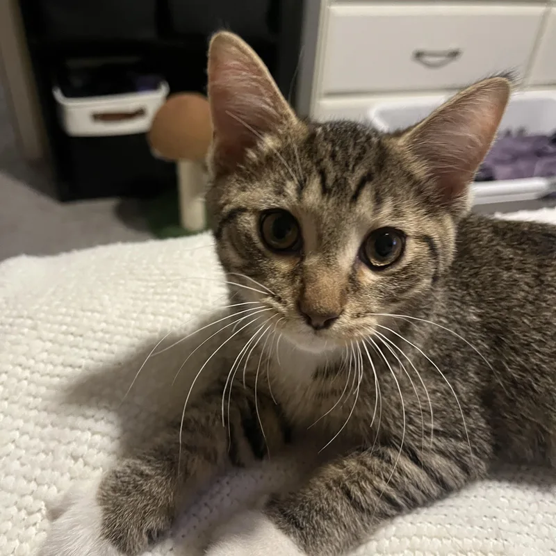 A baby medium-sized male Tabby (Tiger Striped) Domestic Short Hair cat named Cherry for adoption in Columbus, OH